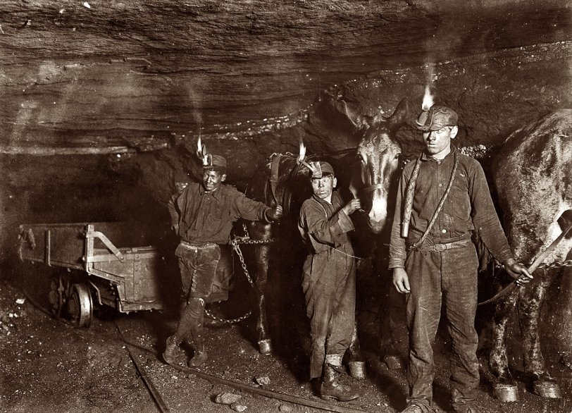 September 1908. Gary, West Virginia. "Drivers and Mules in a coal mine where much of the mining and carrying is done by machinery. Open flame on oil headlamps." View full size.

From the Web site of the Pennsylvania Historical and Museum Commission and the Museum of Anthracite Mining in Ashland:

When men first began to tunnel into the earth to remove coal, open flame lamps or candles were the only devices to light one's way. If a miner opened a pocket of lethal gas, the lack of oxygen could not only snuff out his open flame light &#8212; a warning too late &#8212; but the lives of miners also could be snuffed out. This is why miners often carried caged live canaries into the tunnels. Canaries are more sensitive than humans to diminished oxygen and poisonous gases and provided an early warning to miners. Even more obvious, an open flame could trigger an explosion or fire. One of the significant collections on display at the Museum of Anthracite Mining is a series of safety lamps. After an explosion in England killed ninety-two miners, a society formed to study and prevent mine explosions approached Sir Humphrey Davy (1778-1829) for his help. In 1816, Davy invented a safety lamp with a wick surrounded by cylindrical netting. The Davy lamp was designed so the flame was quickly extinguished in the presence of dangerous gases, giving the miner enough warning to escape. On the other hand, the lamp did not give off much light and could be extinguished by drafts of harmless air.

A later model that provided brighter light used gasoline instead of oil, but burned hotter, especially in gassy atmospheres, and the glass cylinder that surrounded the light source broke easily from the heat. The light went out frequently, requiring the miner to relight it, risking an explosion. Replacing thick glass with thinner glass helped prevent the lamp from breaking caused by heat expansion, but did nothing, of course, to prevent the lamp from being accidentally dropped or knocked over. The development of the carbide lamp in the 1890s &#8212; using as its energy source a combination of calcium carbide and water to produce a jet of acetylene gas lit by a flint sparker &#8212; provided bright, easy to ignite lights, but did not solve all safety issues. The U.S. Bureau of Mines reported in 1906 that 53 percent of mine explosions were caused by miners' lamps, and six years later two major mine disasters were attributed to safety lamps.

It was the invention of the battery lamp that revolutionized safe light for miners. Once tungsten replaced carbon filaments, which uses less current, it became possible for portable batteries to be carried by miners. Thomas Edison is lauded for his design in 1913 that provided the miner with a lightweight storage battery, clipped to the trouser belt and connected by a wire to a lamp backed by a parabolic reflector that was fastened to the miner's hat. The wire was locked in place to help prevent a miner from disconnecting it, possibly sparking an explosion.