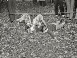 Washington, D.C., circa 1937. "Dog Mart." Eventually, the kennel master was alerted to the presence of an impostor. 5x7 inch glass negative. View full size.