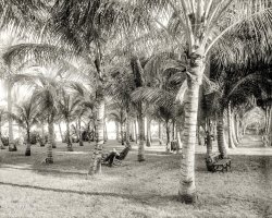 Circa 1896. "Cocoanut grove at McCormick's, Lake Worth, Florida." 8x10 inch dry plate glass negative, Detroit Publishing Company. View full size.