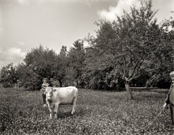 Circa 1901. "Family cow -- The Firs, New Baltimore, Michigan." 8x10 inch dry plate glass negative, Detroit Publishing Company. View full size.
