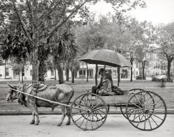 Savannah, Georgia, circa 1910. "A bovinmobile." 8x10 inch dry plate glass negative, Detroit Publishing Company. View full size.