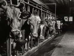 September 1940. "Cows on the farm of Mrs. Dewitt Lasser, FSA  client near Cheshire, Connecticut." Medium format acetate negative by Jack Delano for the Farm Security Administration. View full size.