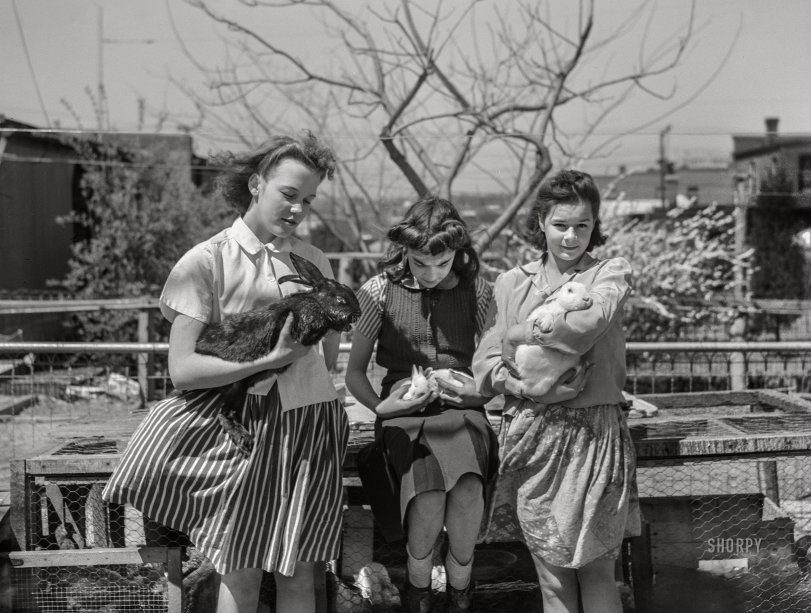 April 1943. Washington, D.C. "Victory garden sites on Fairlawn Avenue S.E. -- Children with rabbits which were formerly kept as pets, but now are being raised for food." Medium format nitrate negative by Joseph A. Horne for the Office of War Information. View full size.