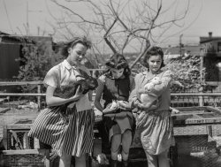 April 1943. Washington, D.C. "Victory garden sites on Fairlawn Avenue S.E. -- Children with rabbits which were formerly kept as pets, but now are being raised for food." Medium format nitrate negative by Joseph A. Horne for the Office of War Information. View full size.