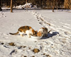 "Cats at Elden's -- March 16, 1952." The latest installment of Minnesota Koda&shy;chromes stars two frosty felines. Photo by Hubert Tuttle. View full size.