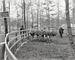 Circa 1900. "Ostrich farm -- Hot Springs, Arkansas." Careful, these birds are "dangereous." 8x10 glass negative, Detroit Publishing Co. View full size.