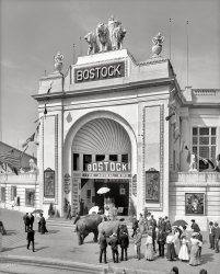 New York circa 1905. "Bostock, Dreamland, Coney Island." This popular attraction was part of British-born animal impresario Frank Bostock's zoological empire. 8x10 glass negative, Detroit Publishing Co. View full size.