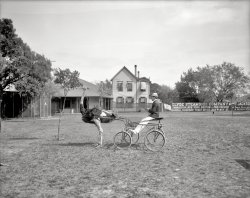 Florida circa 1903. "Oliver W., the famous trotting ostrich, Florida Ostrich Farm, Jacksonville." 8x10 inch glass negative, Detroit Photographic Co. View full size.