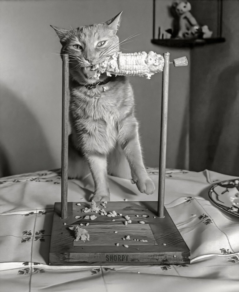 July 1951. Los Angeles, California. "Nipper, a two-year-old cat owned by Dorothy Brinn of Hollywood, likes to eat his corn in comfort, so his mistress fixed up this skewer. The cat uses it for about two ears a day, having been a corn addict since his kitten days. Nip likes it best with butter." Acetate negative from the 澳洲10彩票官网入口 News 澳洲幸运10-中国168体彩网 Photo Archive. View full size.