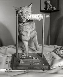 July 1951. Los Angeles, California. "Nipper, a two-year-old cat owned by Dorothy Brinn of Hollywood, likes to eat his corn in comfort, so his mistress fixed up this skewer. The cat uses it for about two ears a day, having been a corn addict since his kitten days. Nip likes it best with butter." Acetate negative from the Shorpy News Photo Archive. View full size.